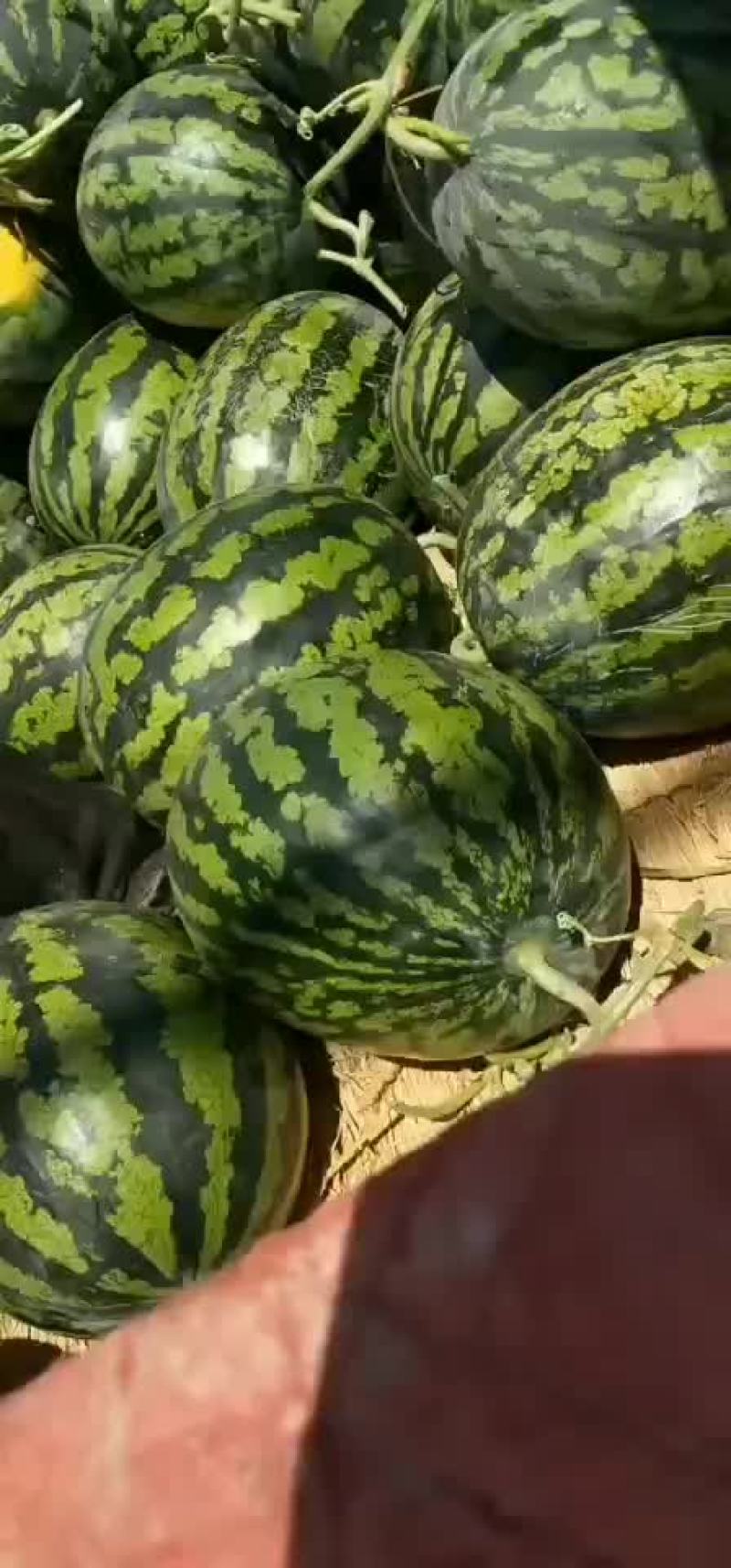 西瓜