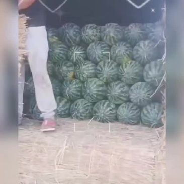 西瓜