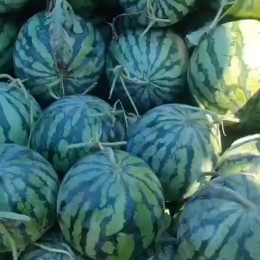 西瓜