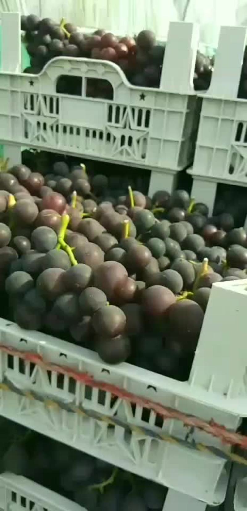 浙江慈溪杭州湾葡萄