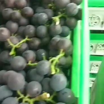 浙江慈溪杭州湾葡萄