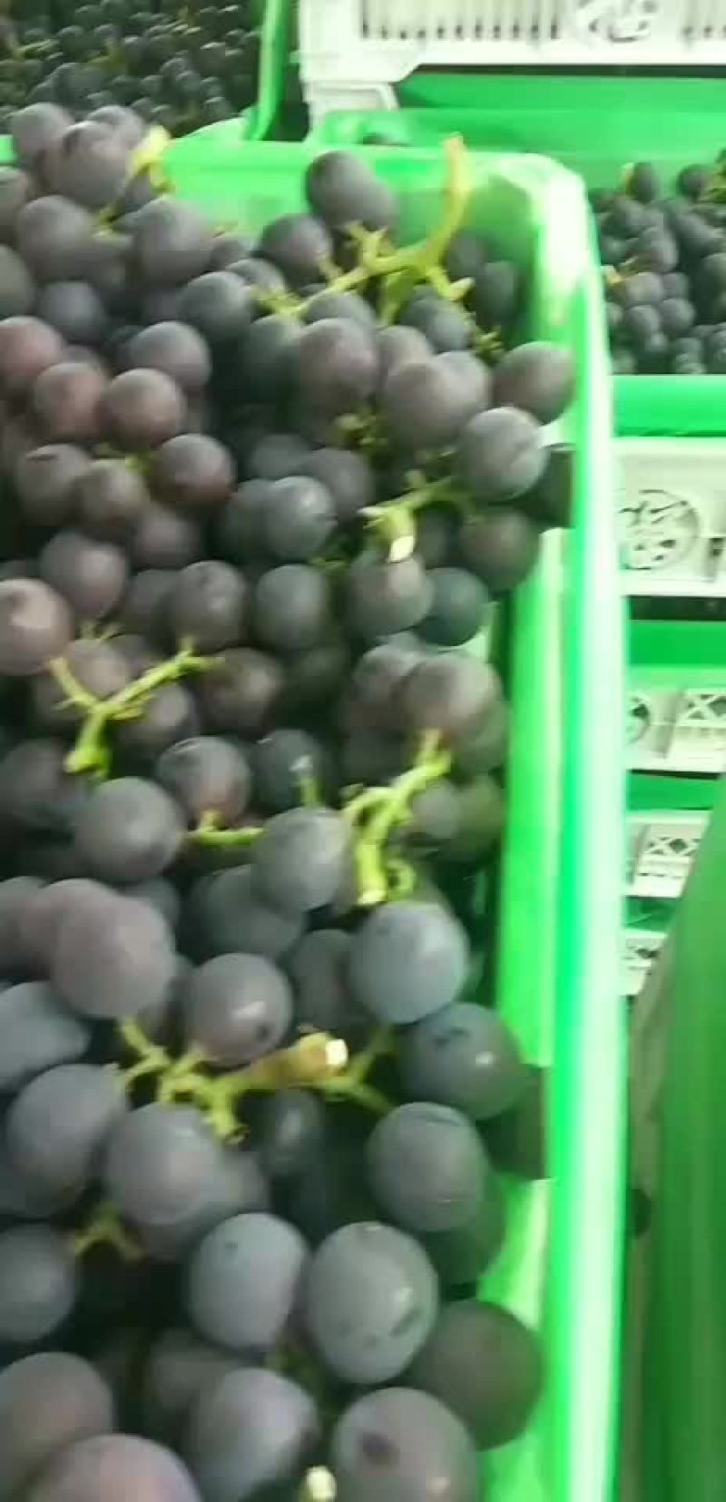 浙江慈溪杭州湾葡萄