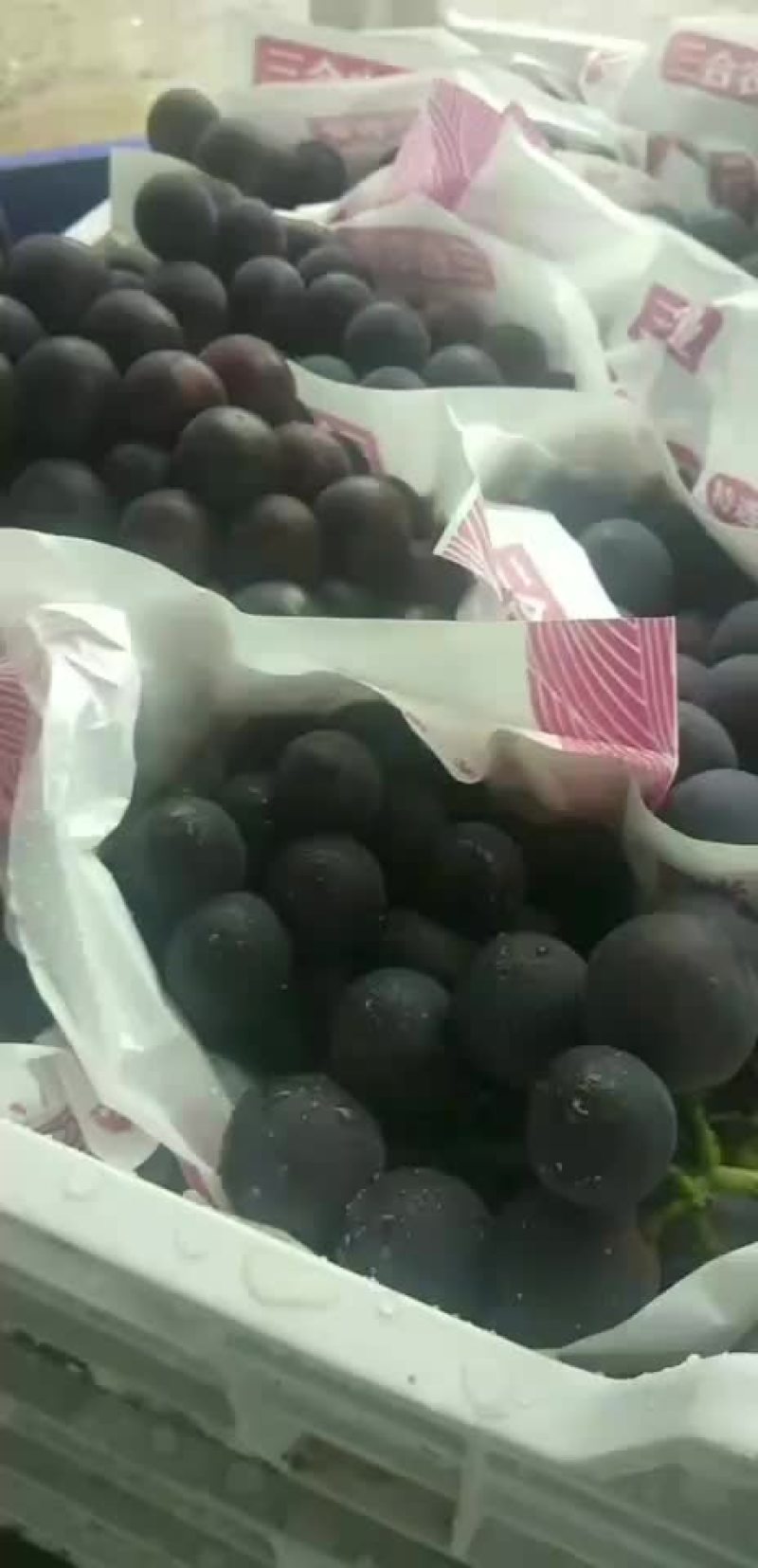 浙江慈溪杭州湾葡萄