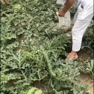 精品无子美都直生苗
