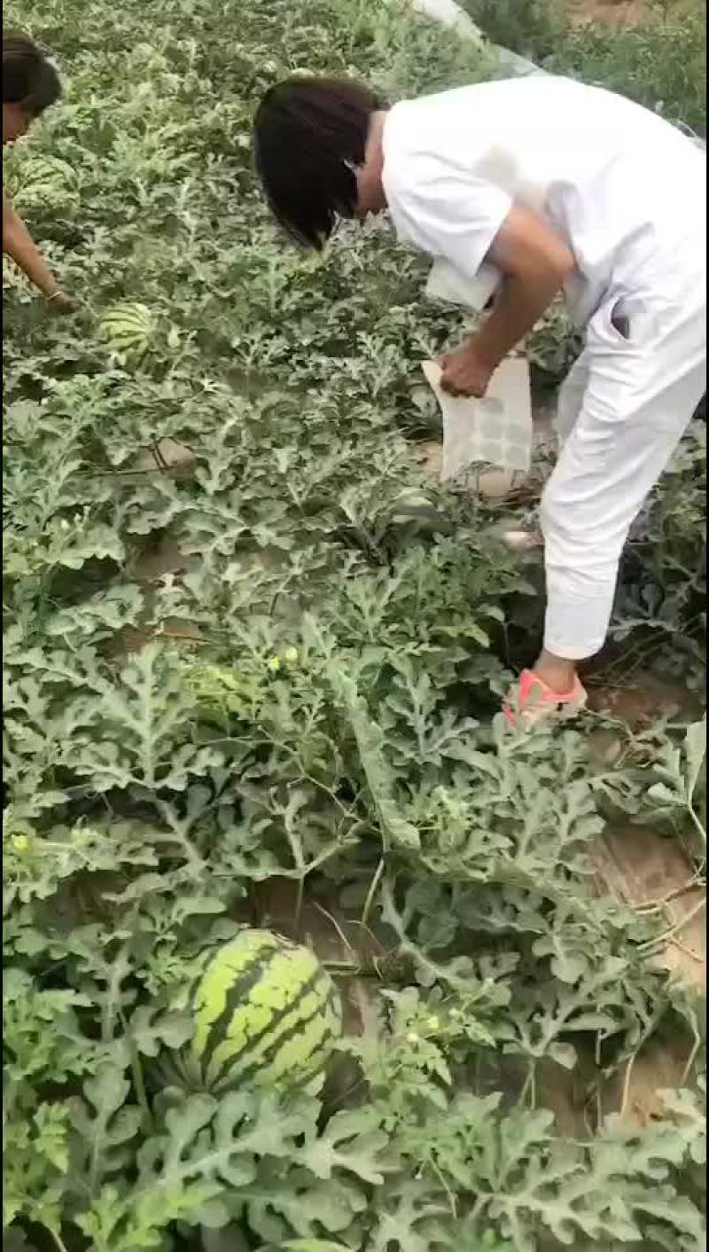 精品无子美都直生苗