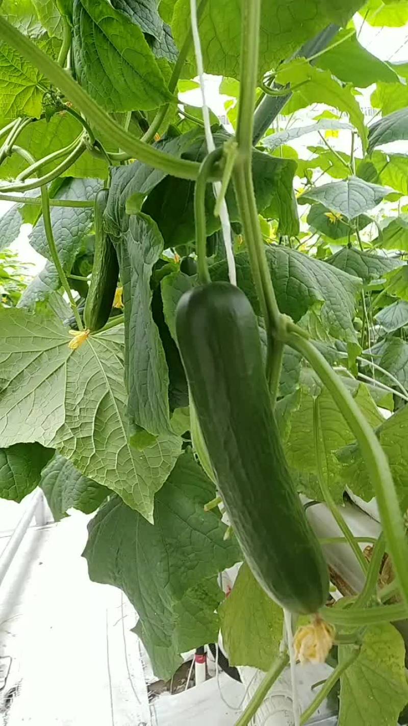 无刺水果黄瓜，小黄瓜，金童玉女