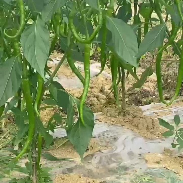 二荆条辣椒