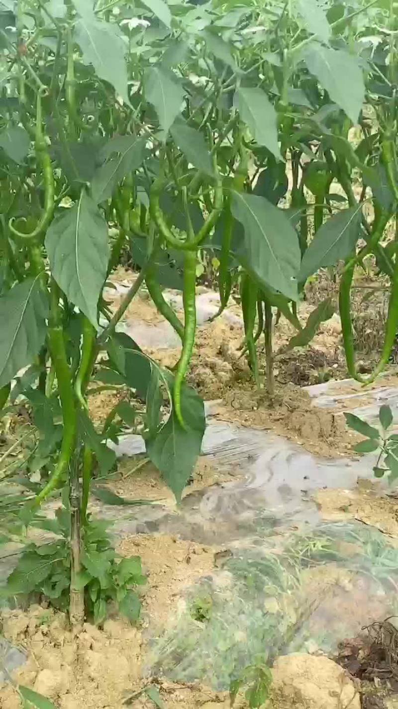 二荆条辣椒