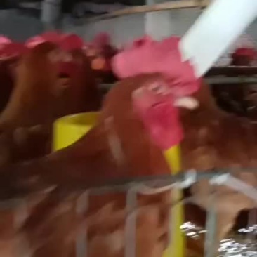 供应大冠公鸡