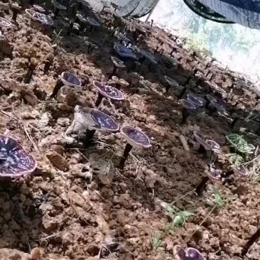 正宗枫椴木野生大朵黑灵芝