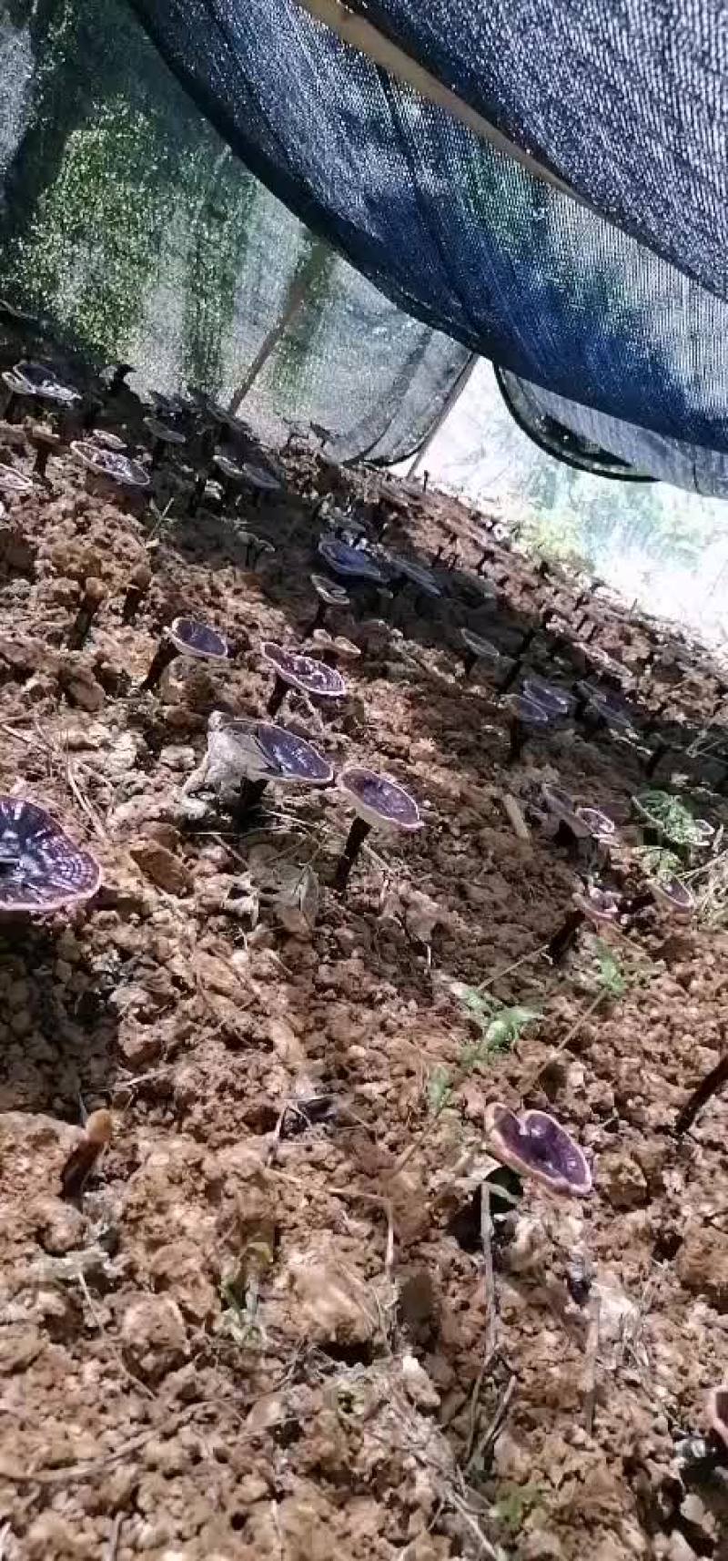 正宗枫椴木野生大朵黑灵芝