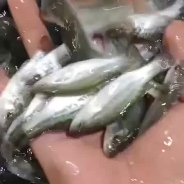 鲈鱼苗加州鲈鱼苗规格齐全，抗病毒，存活率保障