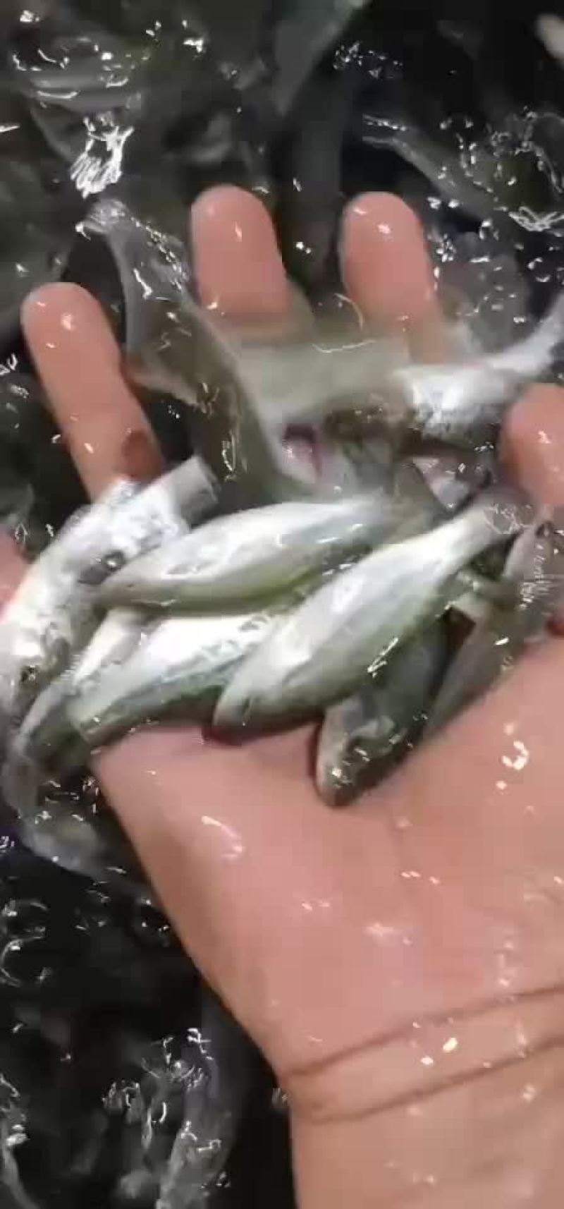 鲈鱼苗加州鲈鱼苗规格齐全，抗病毒，存活率保障