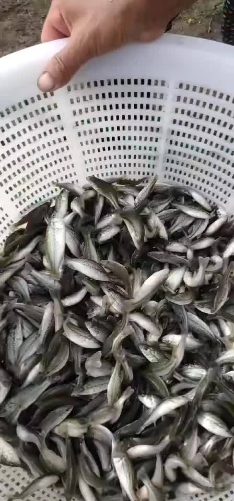 鲈鱼苗加州鲈鱼苗规格齐全，抗病毒，存活率保障