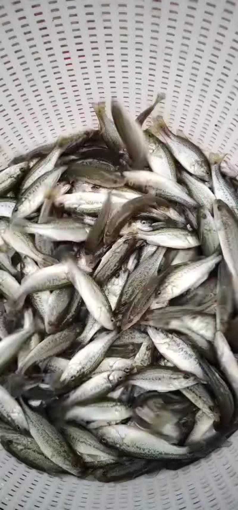 鲈鱼苗加州鲈鱼苗规格齐全，抗病毒，存活率保障