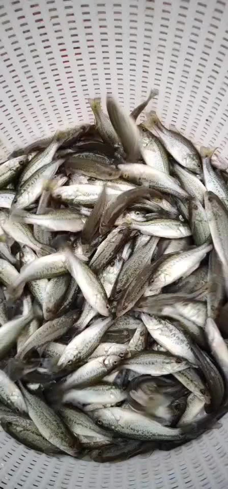 鲈鱼苗加州鲈鱼苗规格齐全，抗病毒，存活率保障