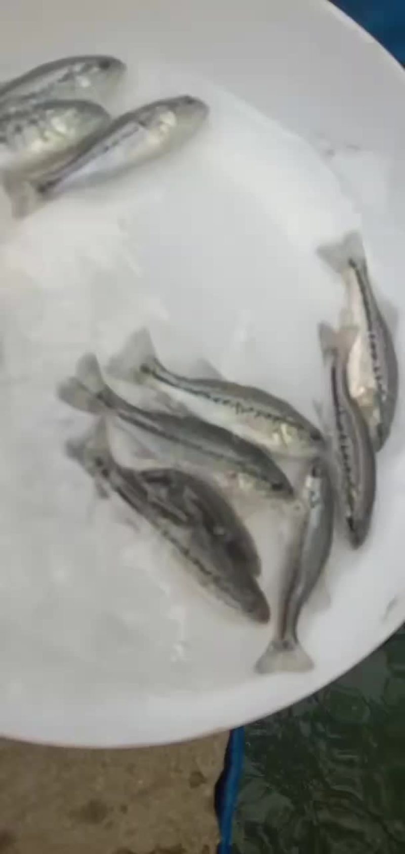 鲈鱼苗加州鲈鱼苗规格齐全，抗病毒，存活率保障