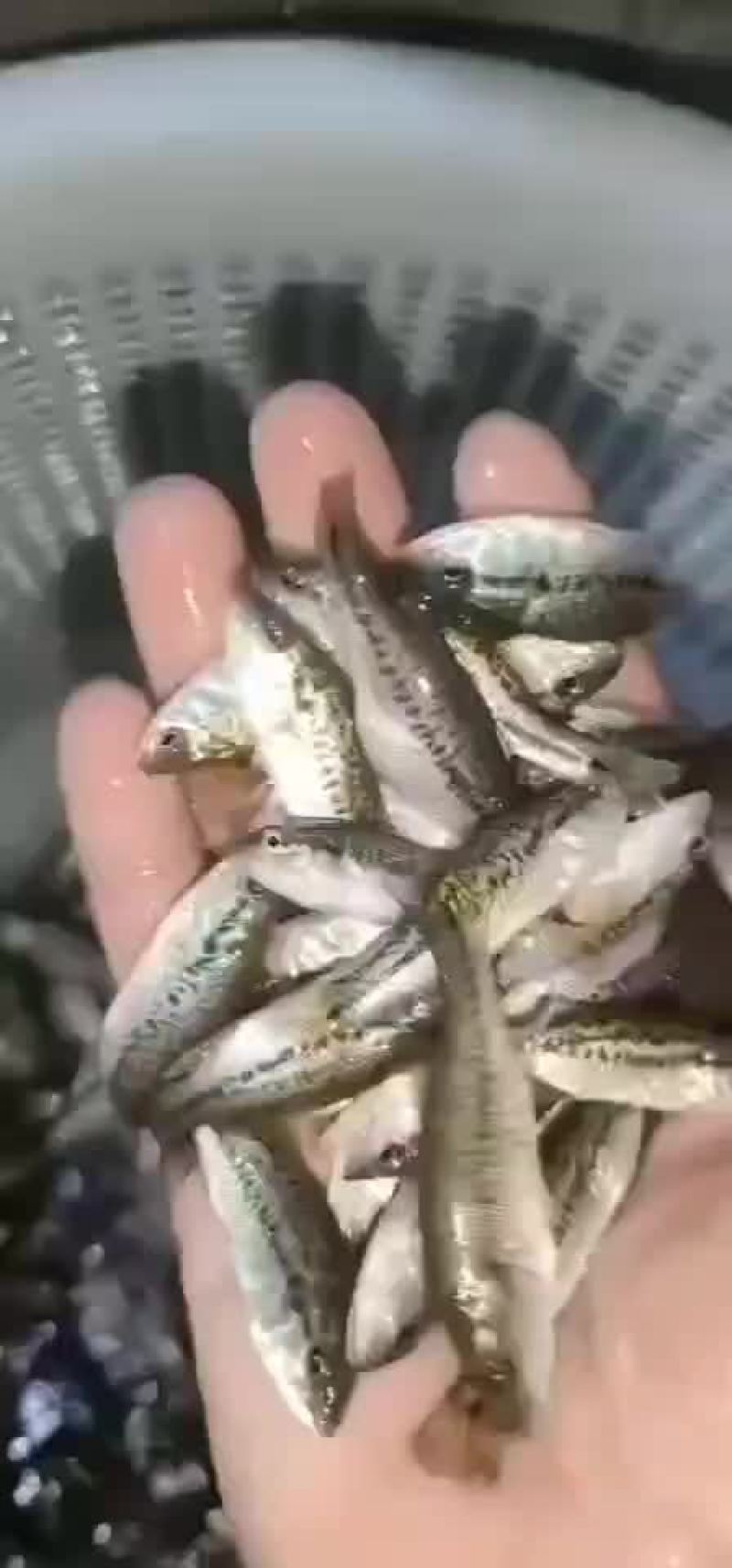 鲈鱼苗加州鲈鱼苗规格齐全，抗病毒，存活率保障