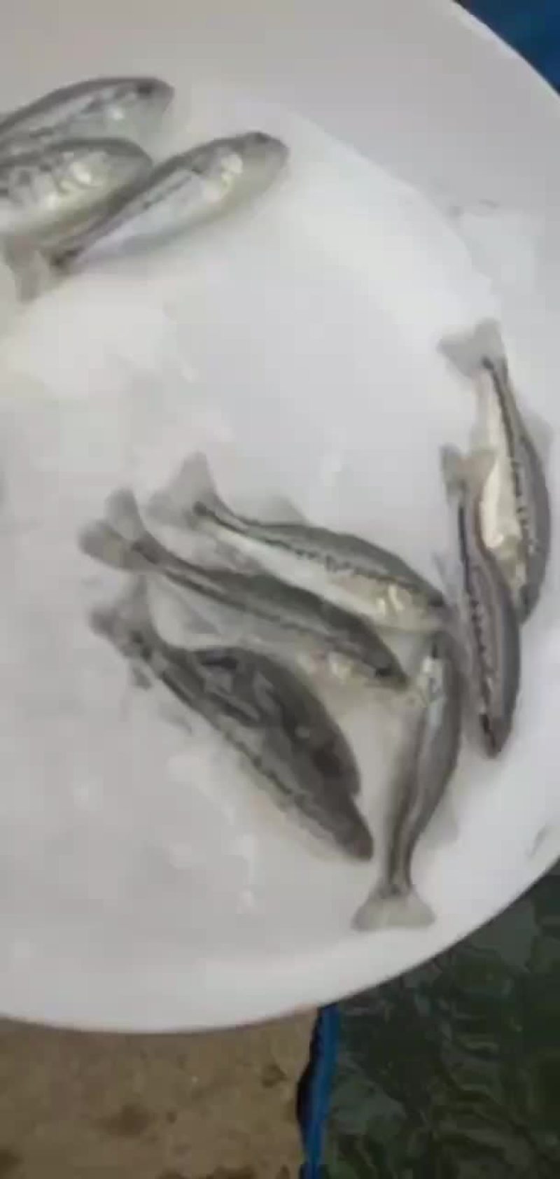 鲈鱼苗加州鲈鱼苗规格齐全，抗病毒，存活率保障