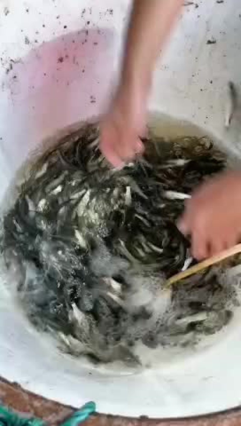 鲈鱼苗加州鲈鱼苗规格齐全，抗病毒，存活率保障