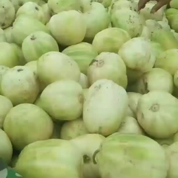 香瓜