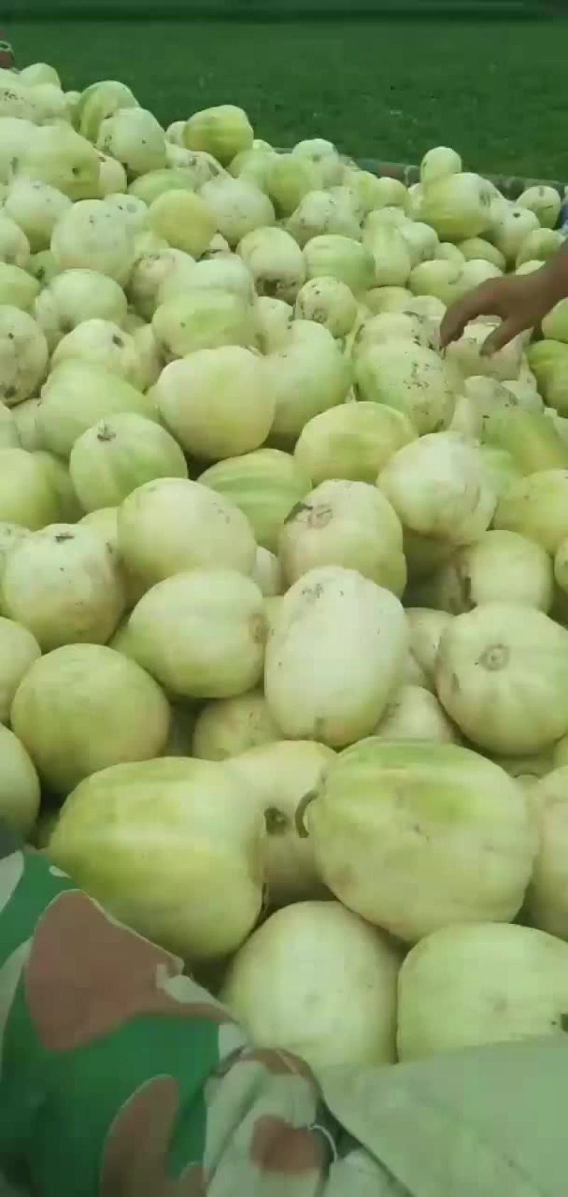 香瓜