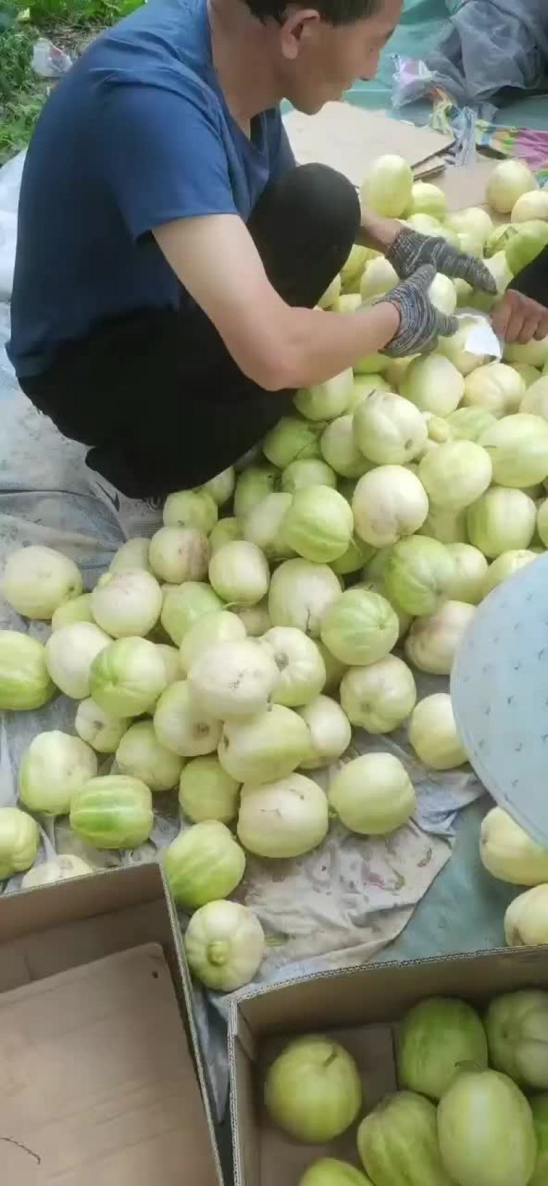 香瓜
