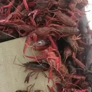 小龙虾