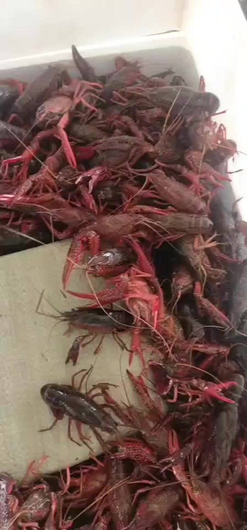 小龙虾