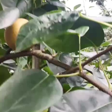 正宗建宁翠冠梨