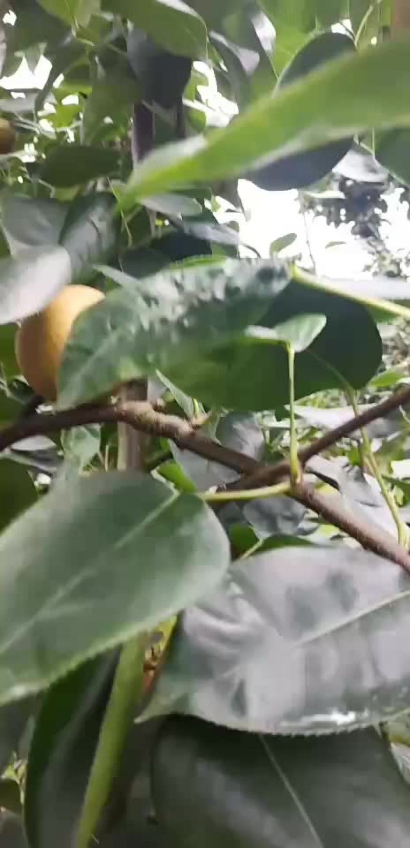 正宗建宁翠冠梨
