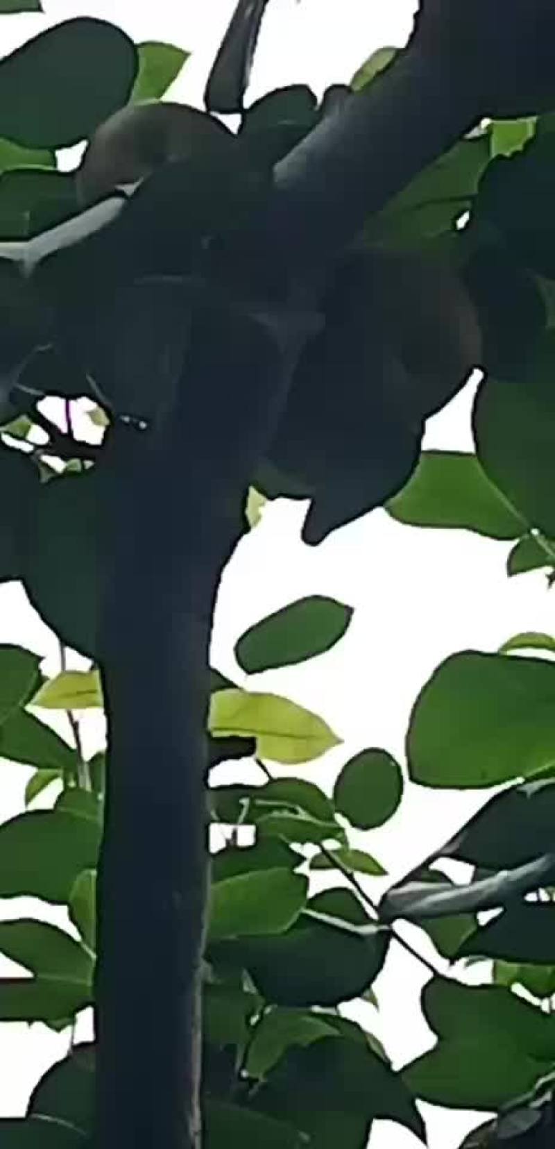 正宗建宁翠冠梨
