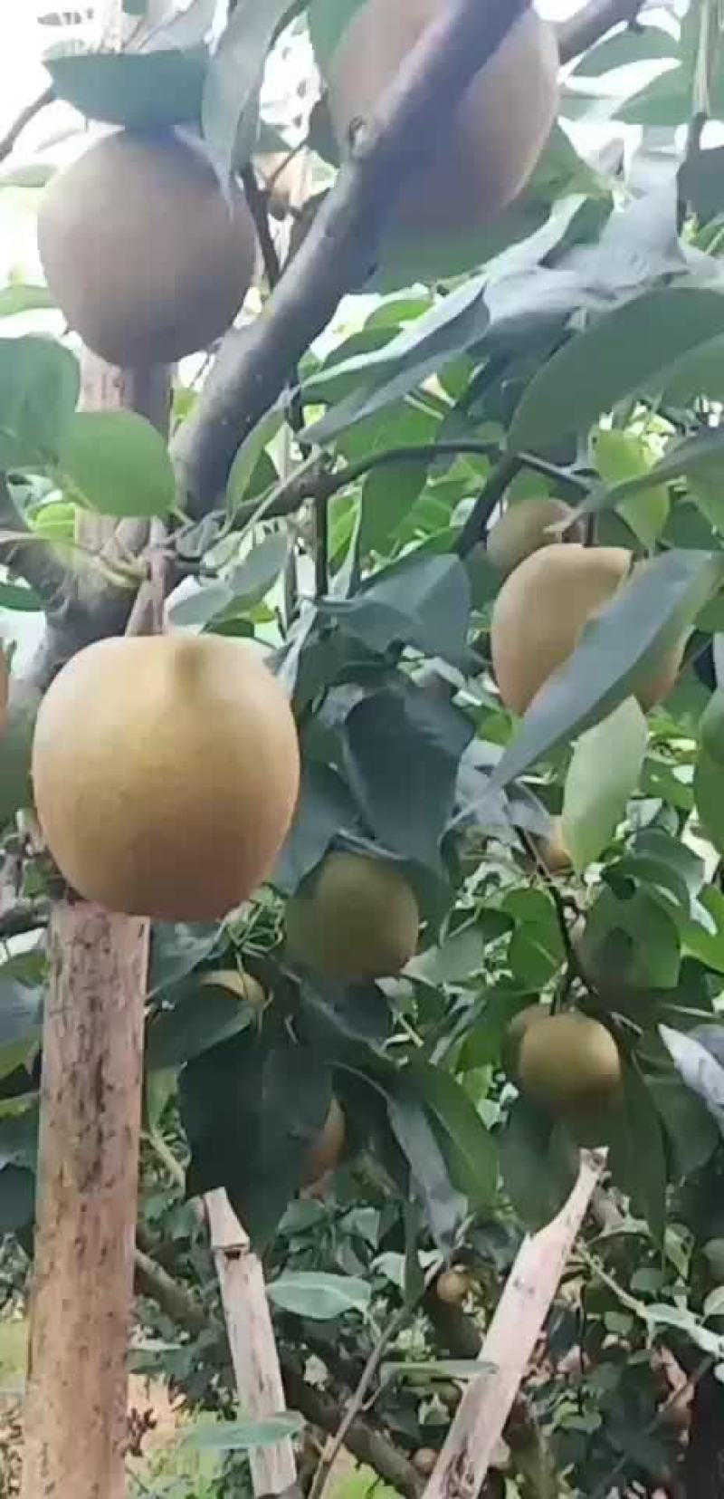 正宗建宁翠冠梨