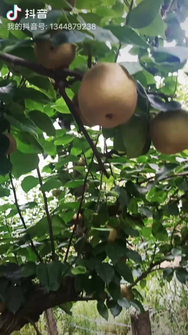 正宗建宁翠冠梨