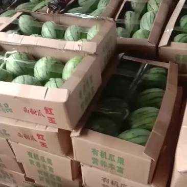 红玉小西瓜