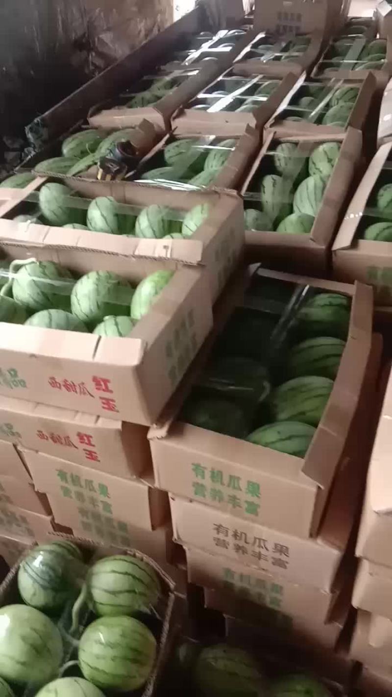 红玉小西瓜