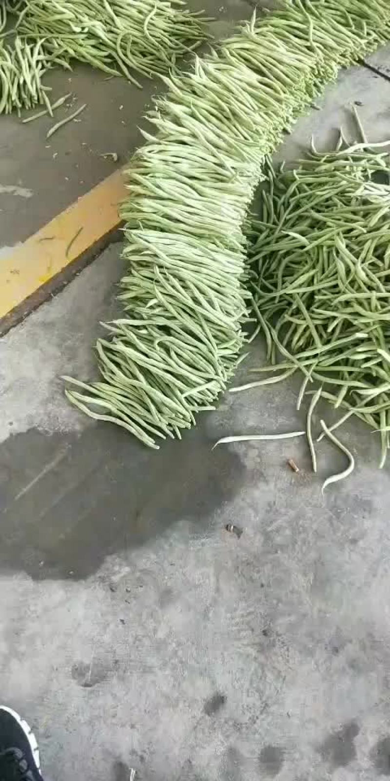 精品豆王大量上市欢迎订购