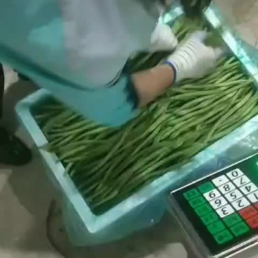 精品豆王大量上市欢迎订购