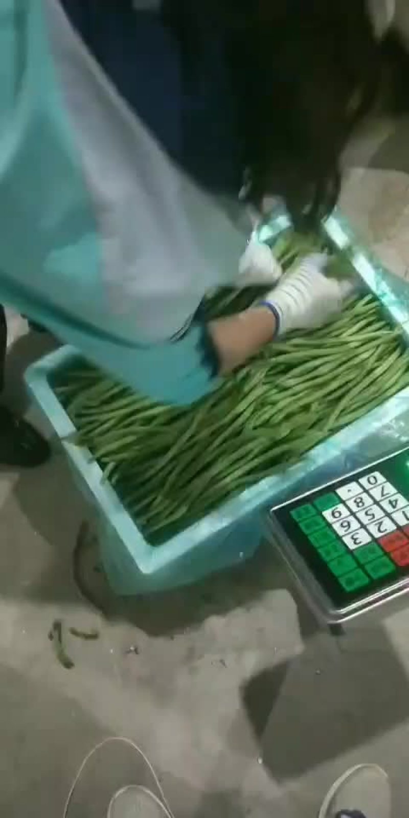 精品豆王大量上市欢迎订购