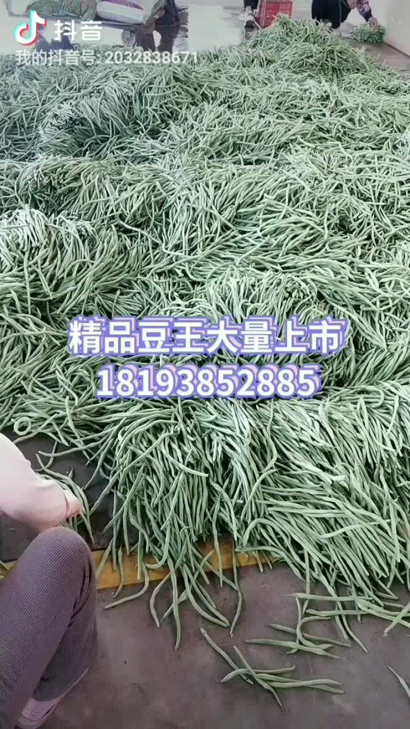 精品豆王大量上市欢迎订购