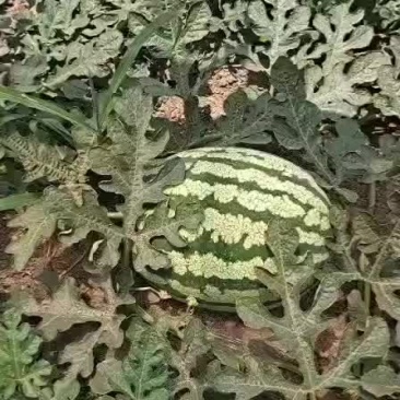 金成五