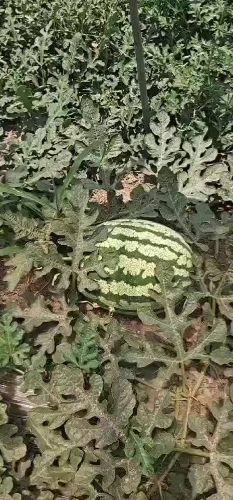 金成五