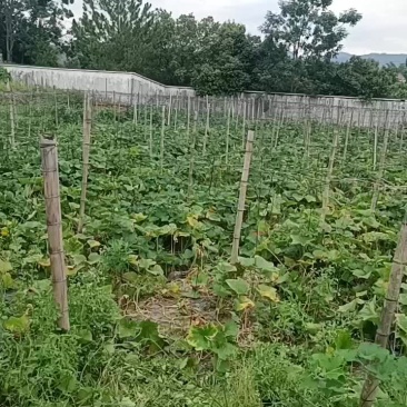 香芋南瓜