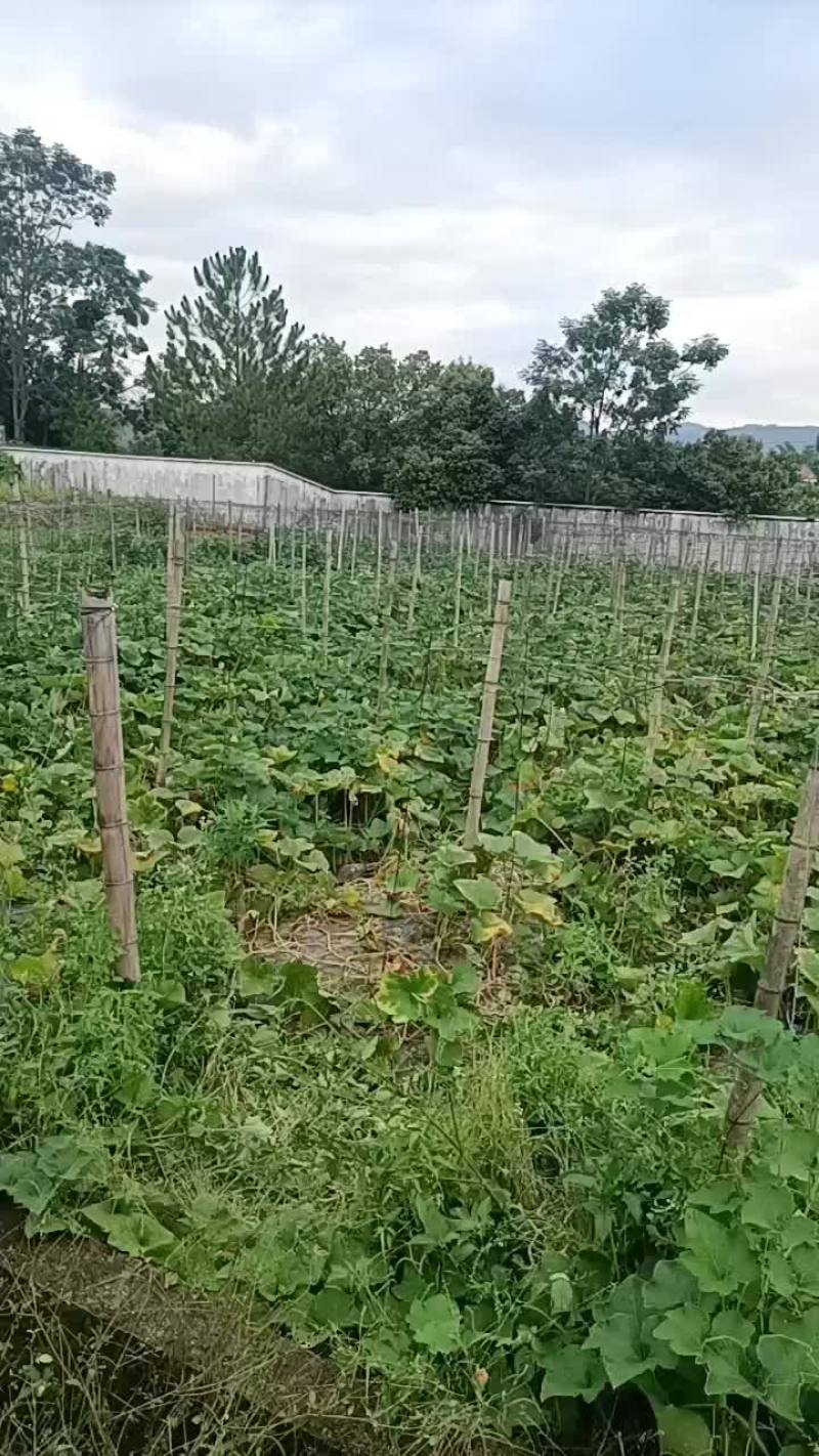 香芋南瓜