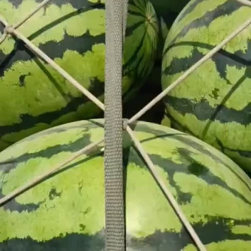 西瓜，庆红包
