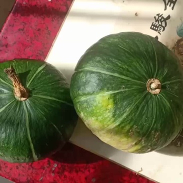 贝贝南瓜大量共应连系