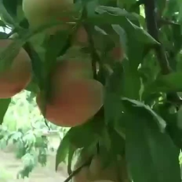 桃