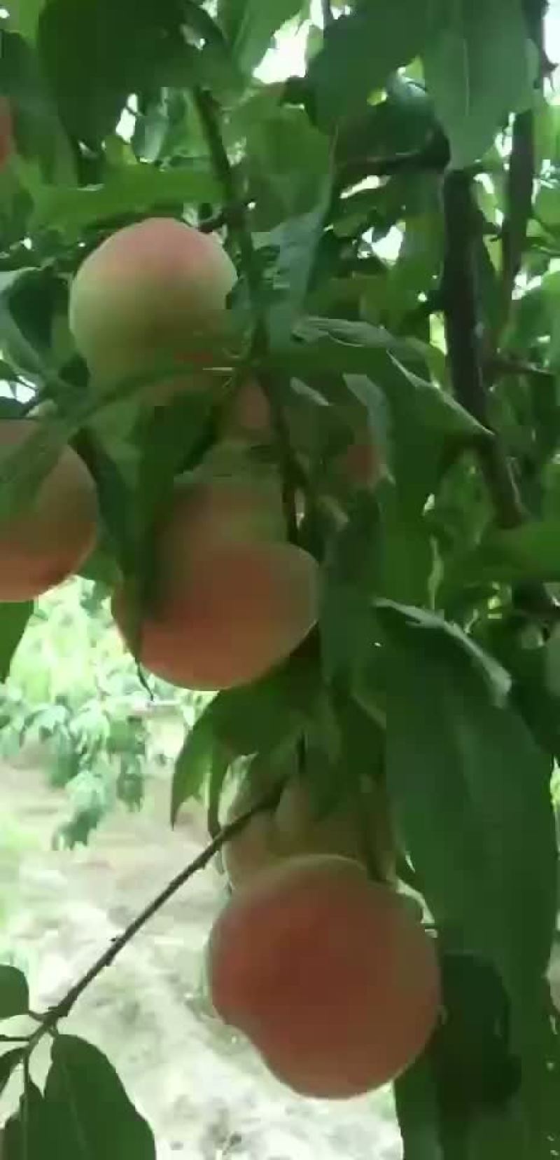 桃
