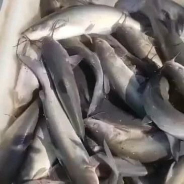 大量出售叉尾成鱼