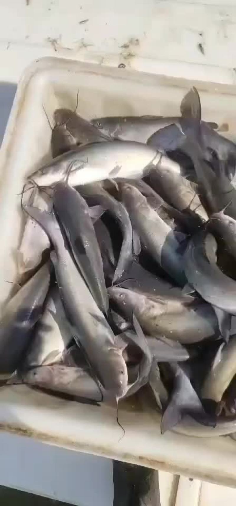 大量出售叉尾成鱼